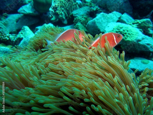 Pink skunk clownfish in magnificent sea anemone  Koh Chang  Thailand  Underwater photograph