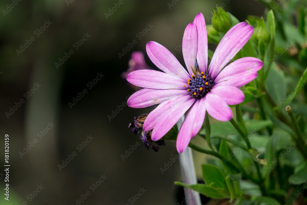 Obraz premium Purple beauty