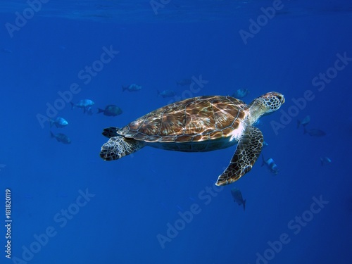 Hawksbill Sea Turtle, Similan Islands, Andaman Sea, Thailand, Underwater photograph © bayazed