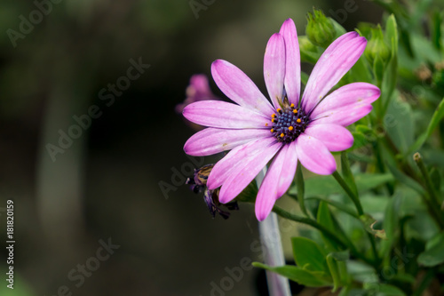 Purple beauty