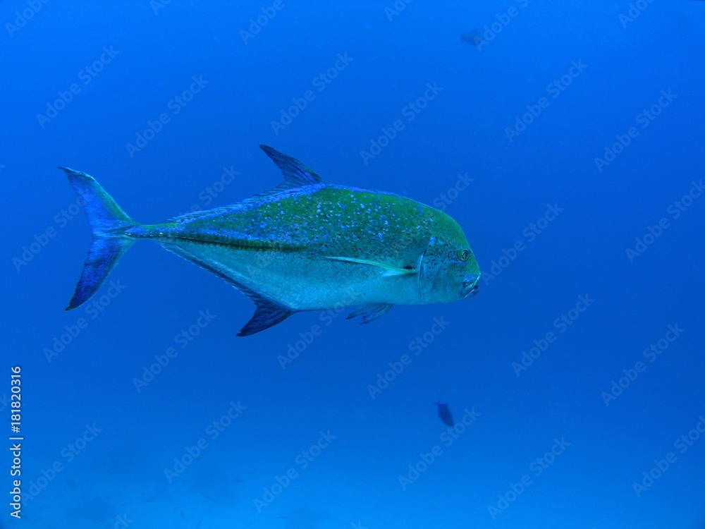 Fototapeta premium Bluefin trevally, Similan Islands, Andaman Sea, Thailand, Underwater photograph