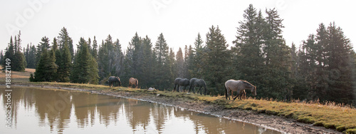 Herd of wild horses at watering hole in the Pryor Mountains Wild Horse Range in the states of Wyoming and Montana United States