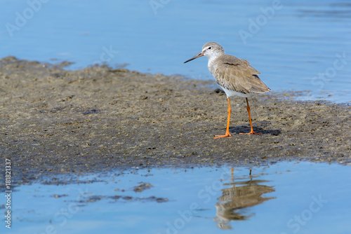 Common Redshank or Tringa totanus  beautiful bird standing on ground in nature with water background Thailand.
