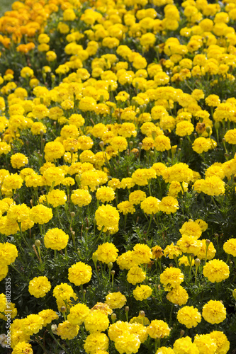 flower patch of yellow marigolds