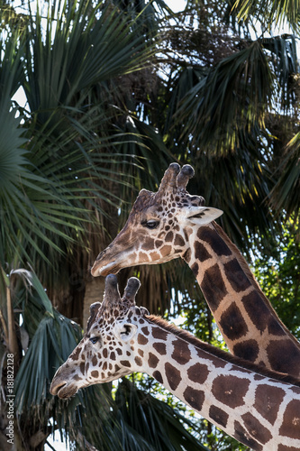 Couple of Giraffes with Palm Trees © Eileen
