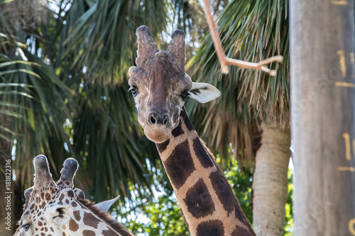 Canvas Print Close up  Portrait of Giraffe with Palm Trees