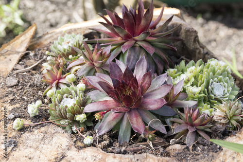 Sempervivum hybridum Ruby and sempervivum arachnoideum rosettes in the garden