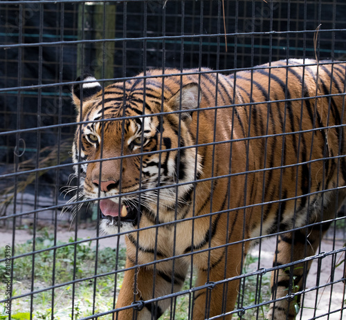 Tiger at the Zoo