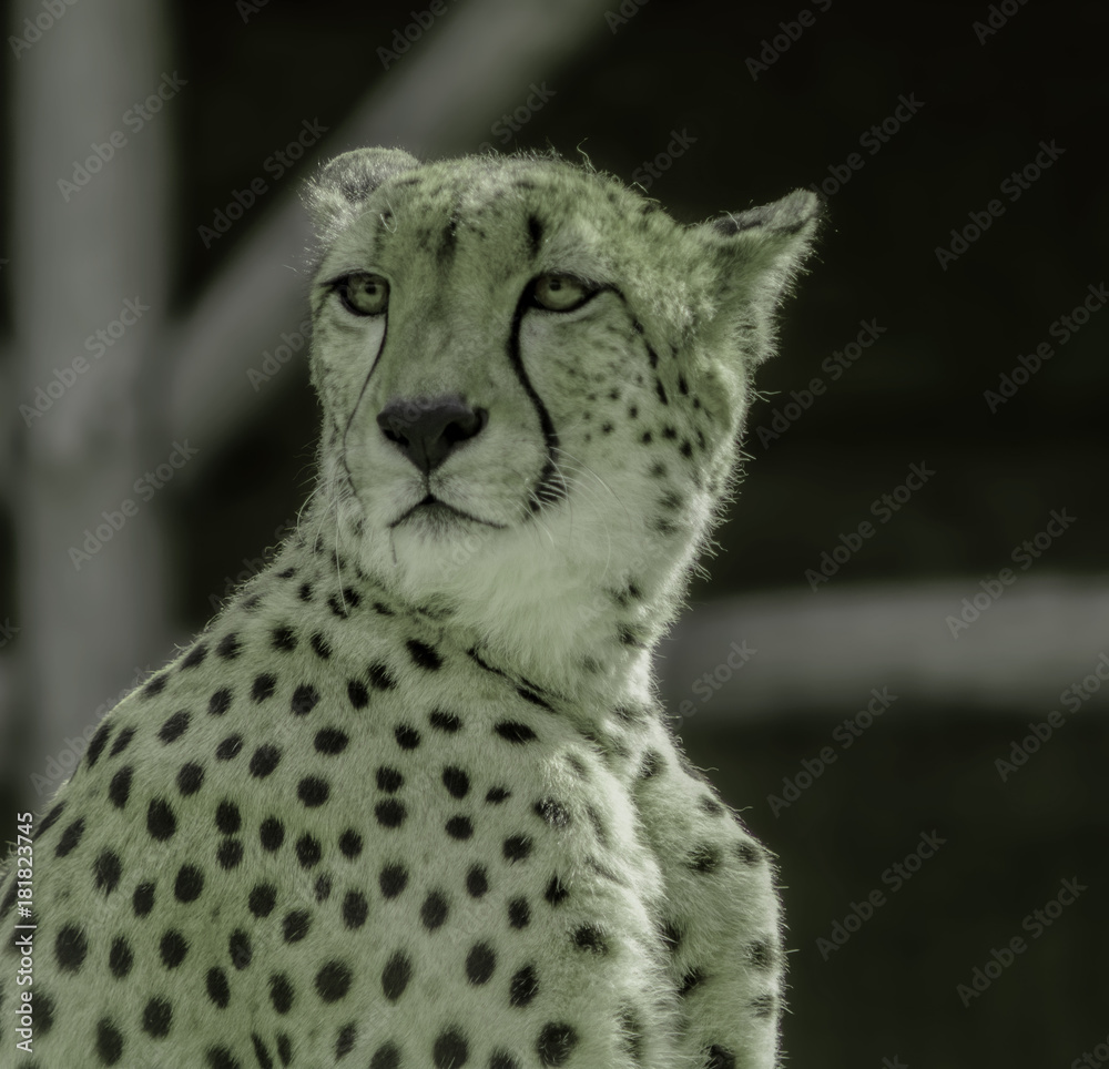 Obraz premium Leopard portrait