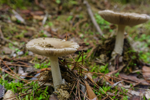 Two mushroom grow in wood. Fresh mushrooms growing in forest