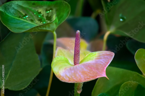 Pink green anthurium Flower