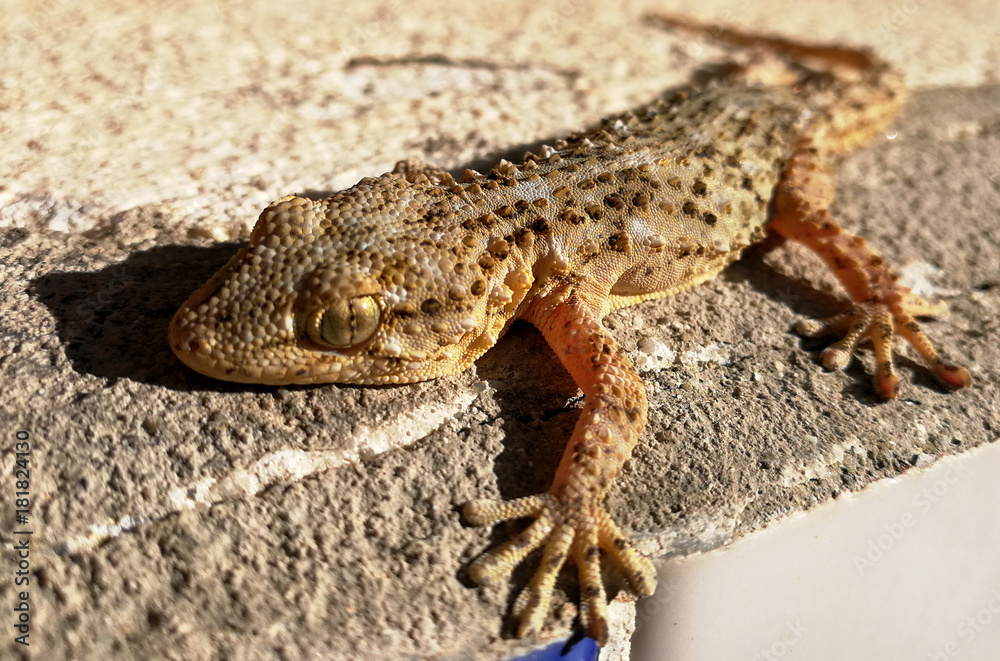 gecko, details of their skin, limbs and eyes gecko, details of their skin, limbs and eyes