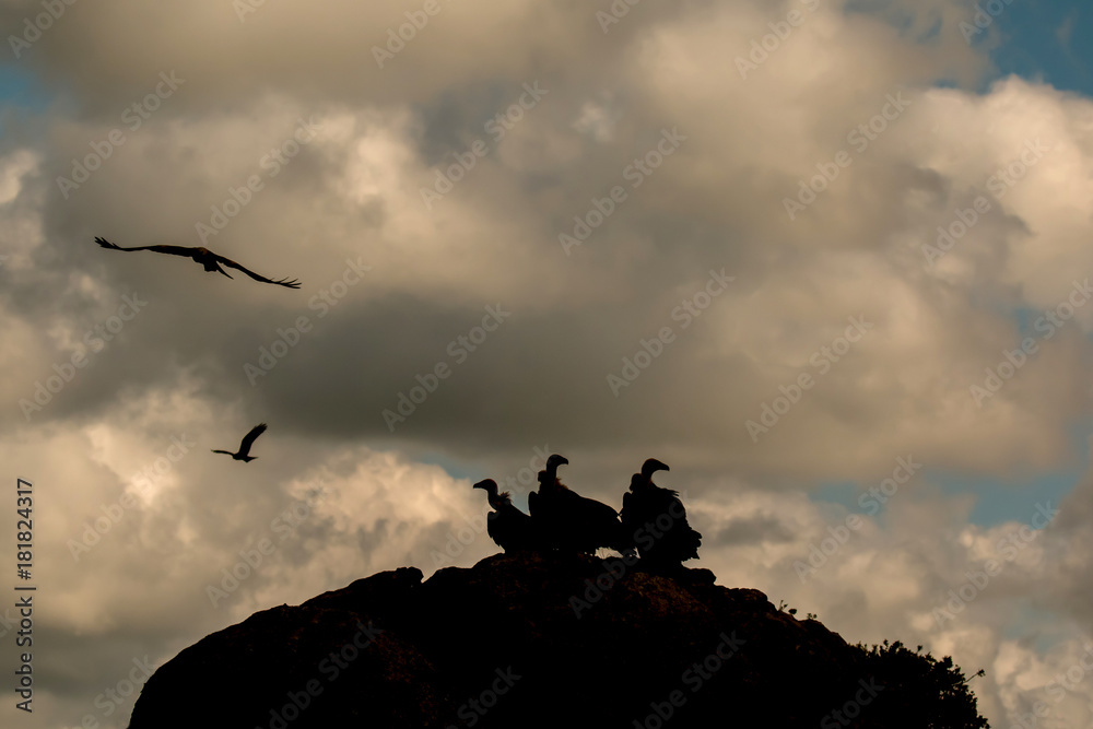 Fototapeta premium Vultures on a big rock with the cloudy sky