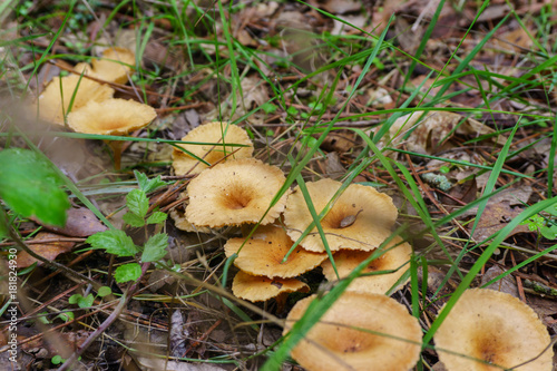 forest mushroom in moss after bir longtime rain