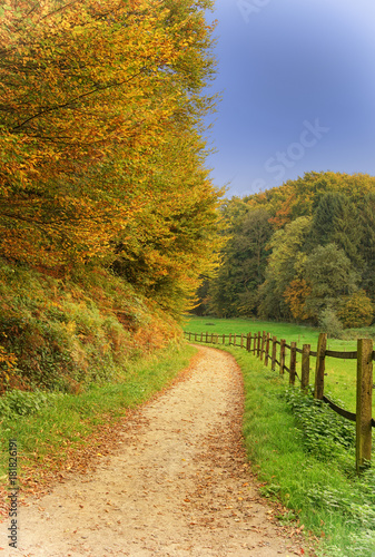 Herbstlicher Wanderweg im Bergischen Land  Odenthal  Deutschland