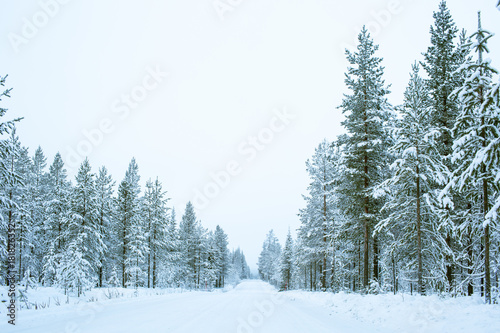 Path Road And Pine Trees Covered With Snow On The Side In Lapland Finland, Northern Europe, Beautiful Snowy Winter Forest Landscape Background