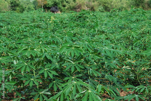 Champ de manioc