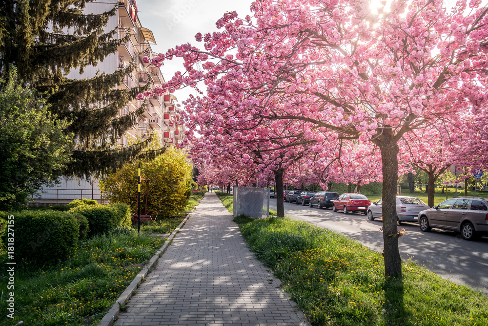 Naklejka premium Scenic Springtime View of a City road Lined by Beautiful Sakura Trees in Blossom