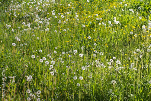 fluffy dandelions in the field