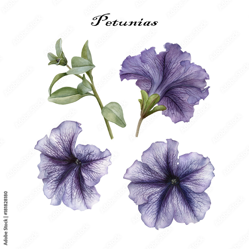 Φωτογραφία Flowers set of watercolor petunias and leaves