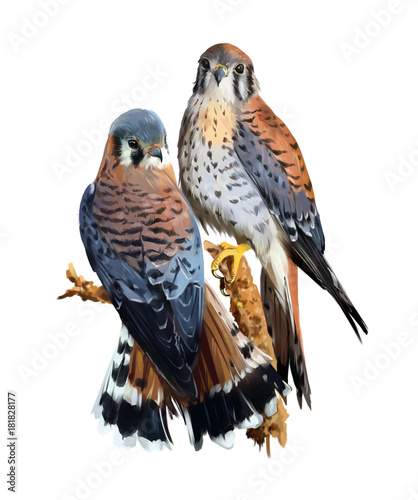 Bild auf Leinwand American Kestrel watercolor painting