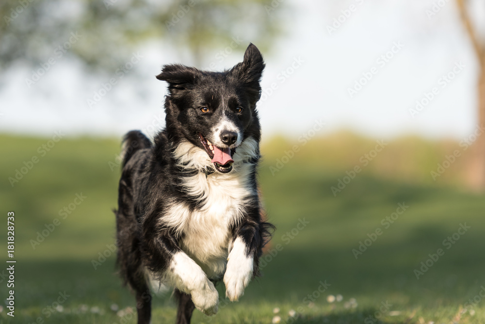 Border Collie - beautiful dog runs happily  across a green field in spring