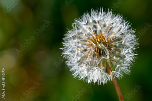 Dandelion flower closeup