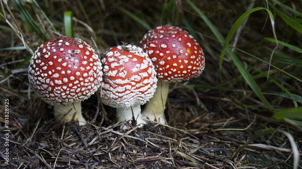 Trójka czerwonych nakrapanych na biało muchomorów