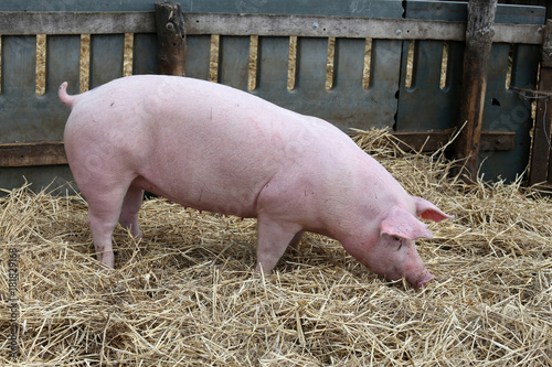 Pig on hay and straw at pig breeding farm
