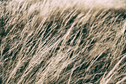 the abstract texture of a yellow grass