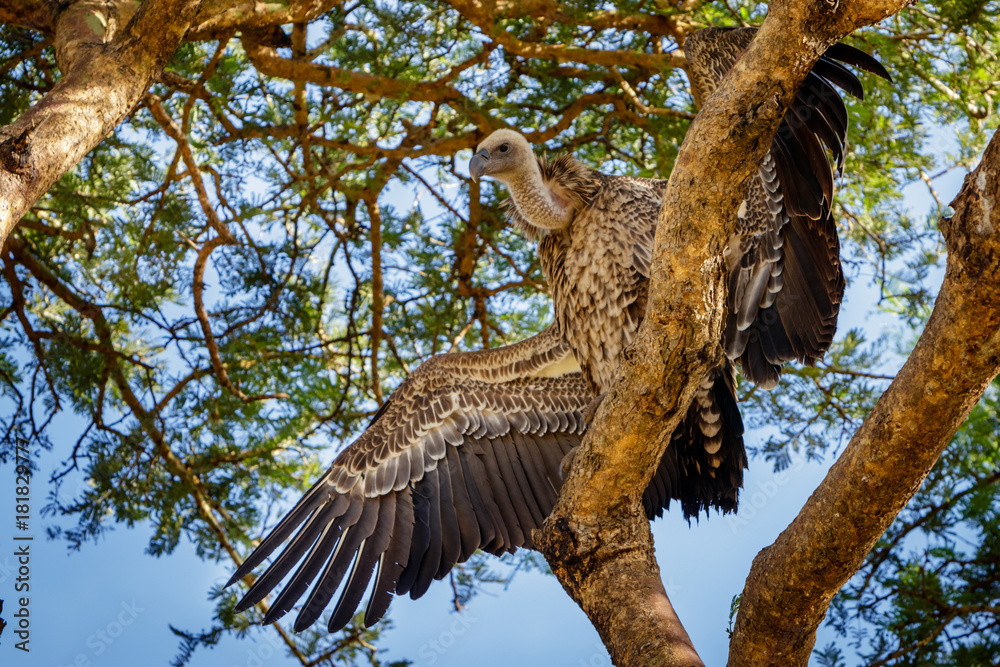 Obraz premium A very big vulture sitting in an acacia tree drying its wings in the early morning sun in Murchison Falls national park in Uganda. Currently threatened by the oil industry