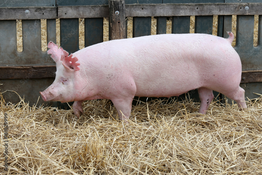 Young pig sow on hay and straw at pig breeding farm Young pig sow on hay and straw at pig breeding farm