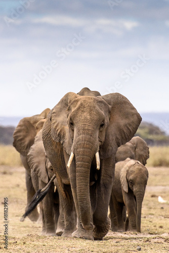 Elephant herd walking directly toward camera