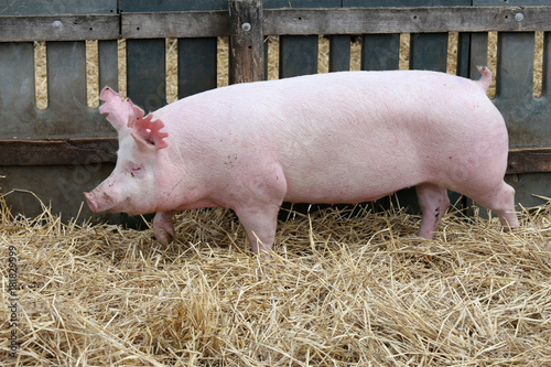 Young pig sow on hay and straw at pig breeding farm