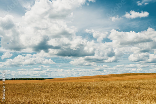 barley yellow field, blue sky, white clouds.