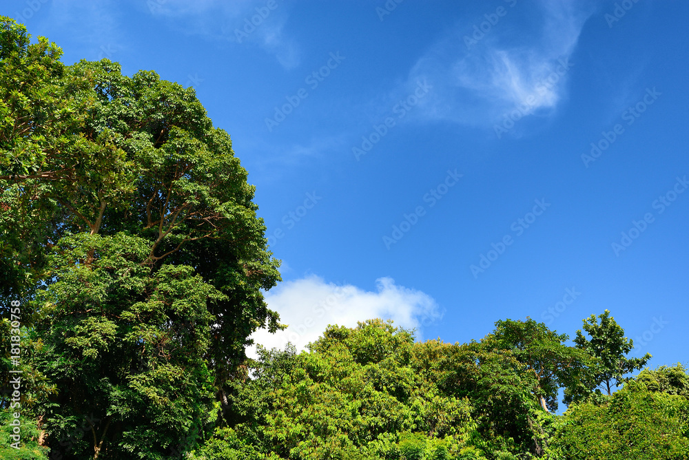 Trees frame with blue sky (for fill text at the sky) Trees frame with blue sky (for fill text at the sky)