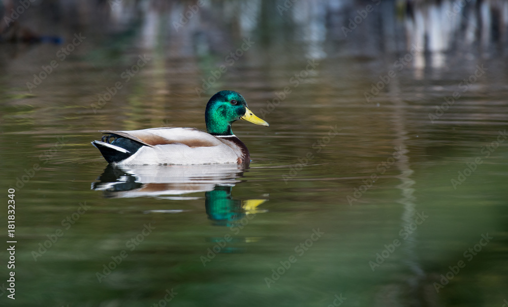 Pato Pato