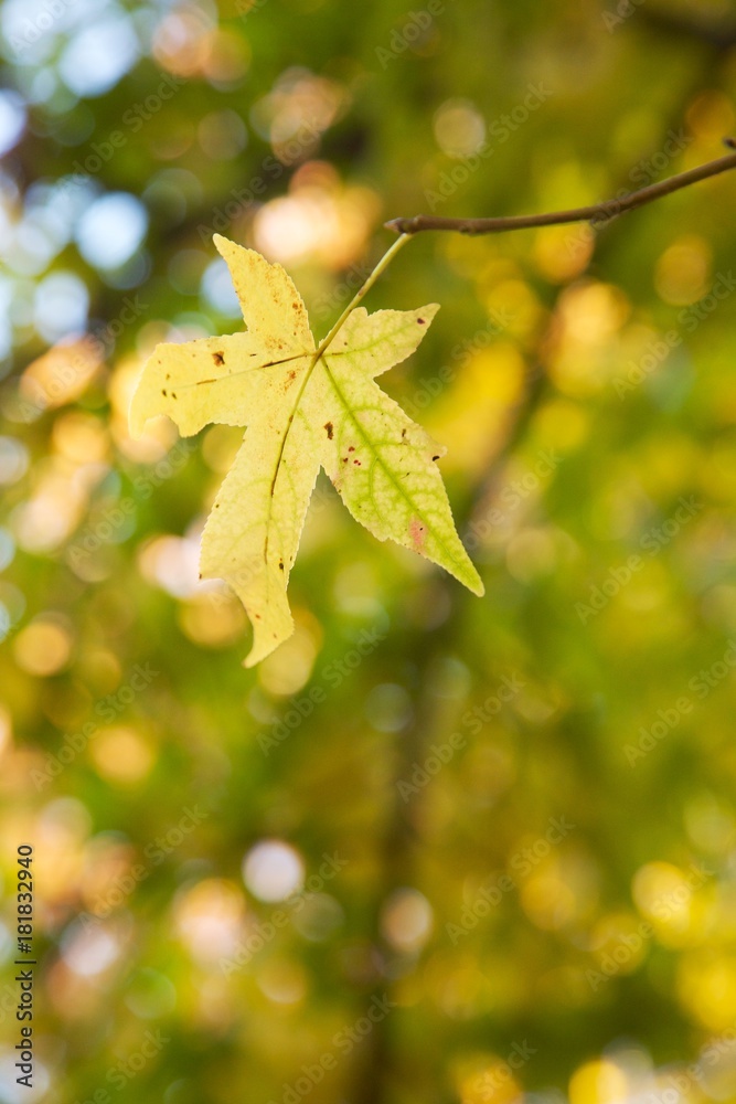 Obraz premium fall leaves