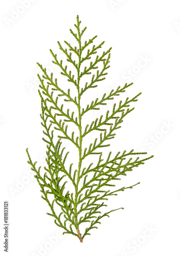 Twig of thuja on a white background
