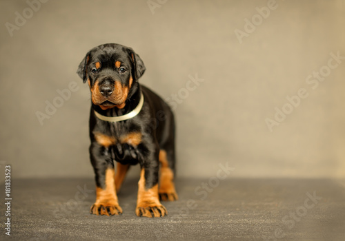 little puppy on gray background stands and looks into the camera. Funny Doberman