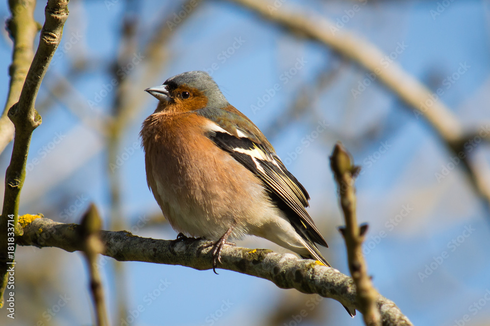 Chaffinch looking chunky on a branch Chaffinch looking chunky on a branch