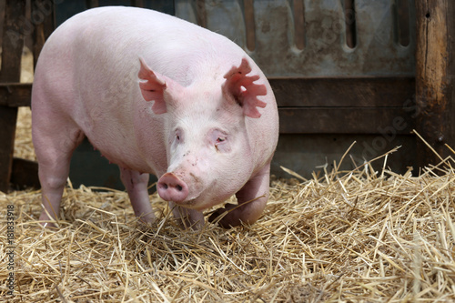 Pig sow runs across the summer pig pen outdoors