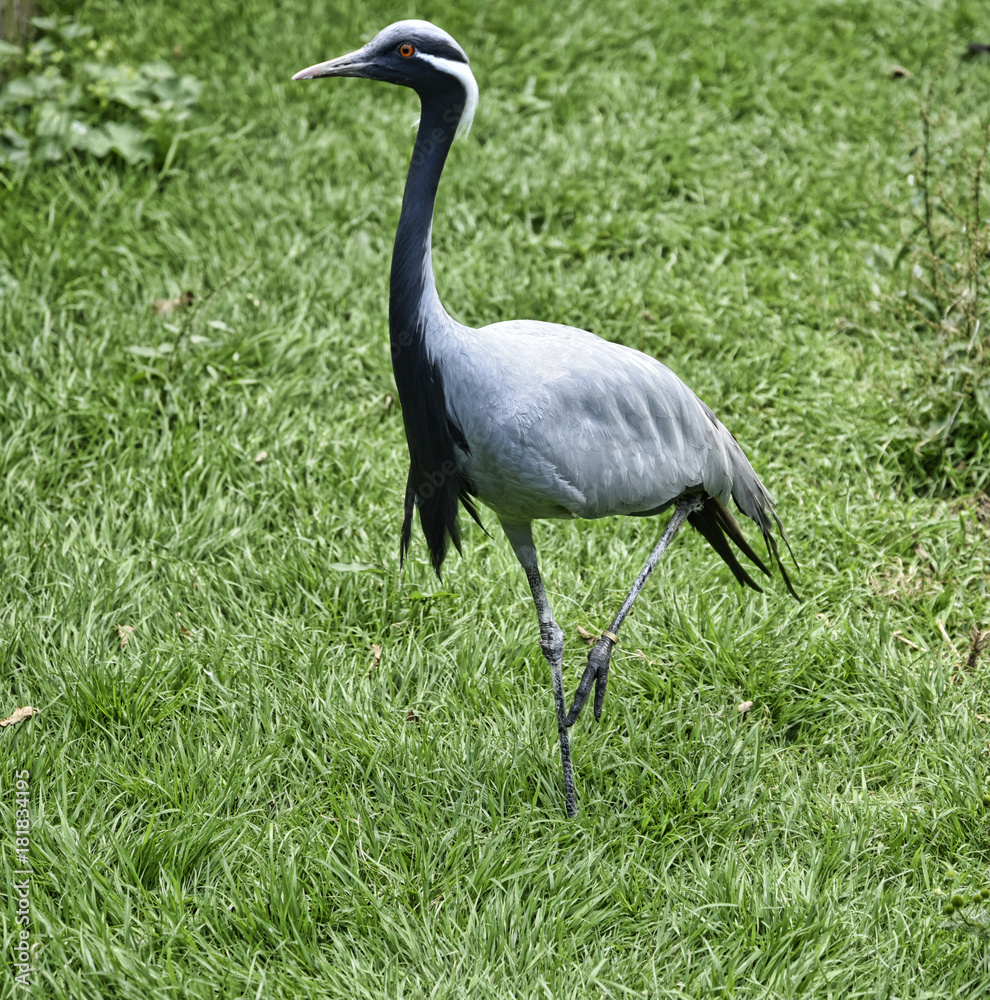 Fototapeta premium Bird Garden at Beautiful Country House near Leeds West Yorkshire that is not National Trust 