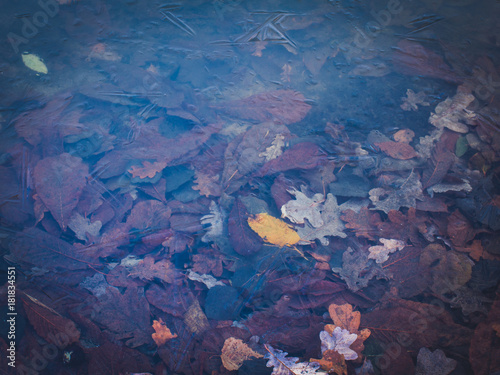 Leaves onder de bevroren water- winter background.
