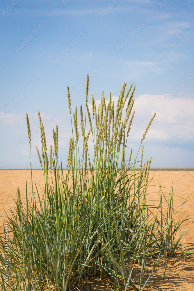 Spikelets on the background of blue sky with the sun Spikelets on the background of blue sky with the sun