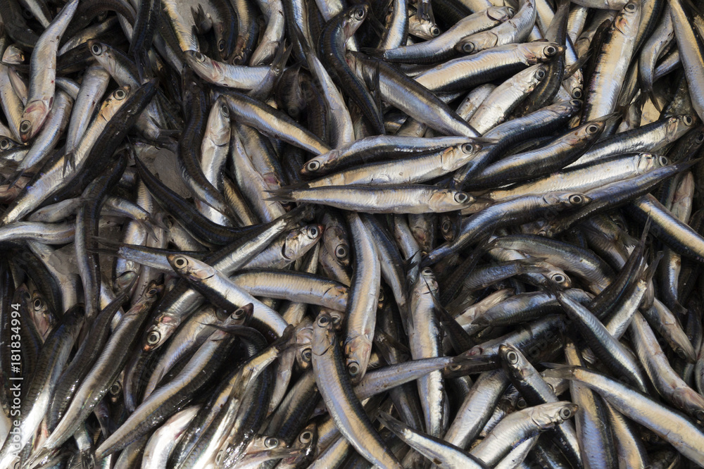 Close up of fresh sardines fish Close up of fresh sardines fish