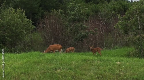 Doe and fawns deer feeding in meadow at edge of forest with mother keeping watchful eye on surroundings.