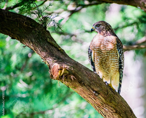 Hawk Hunting