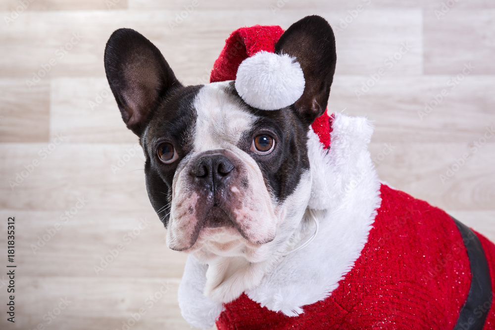 French bulldog in santa costume for Christmas