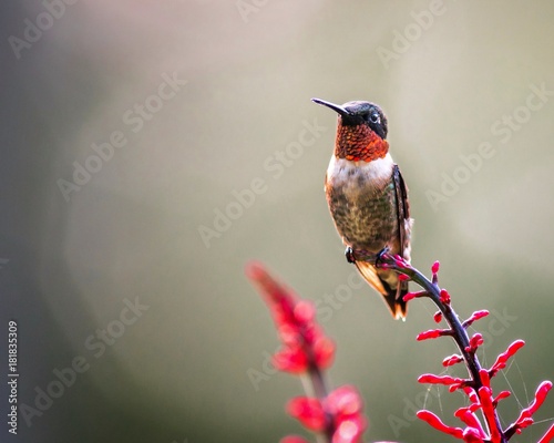 Perched Hummingbird  photo